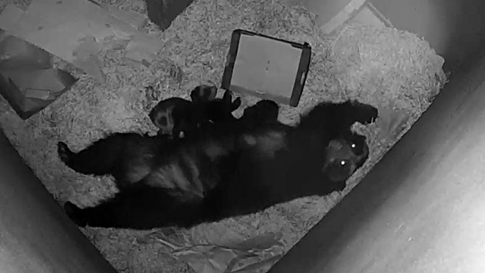 Rare Andean bear twins born at Noah’s Ark Zoo Farm in Somerset